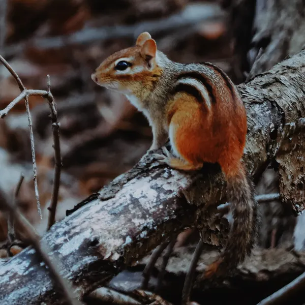 Chipmunk