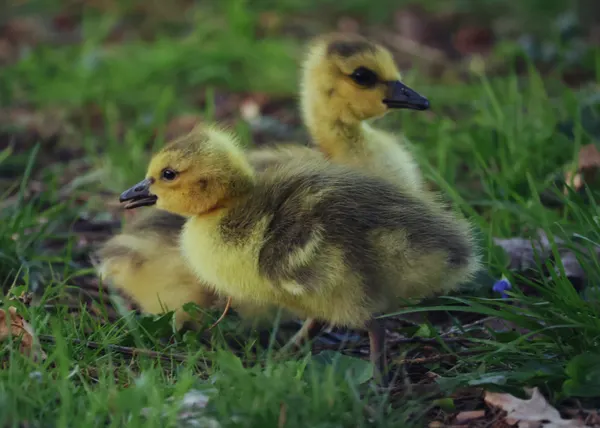 Goose Baby