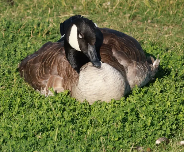 Goose Relaxing