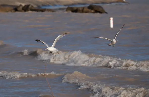 Seagulls Flying