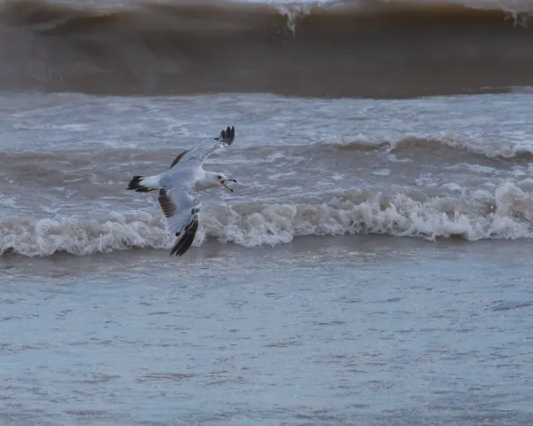 Seagulls Flying