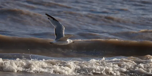 Seagulls Flying
