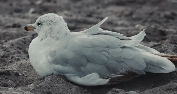 Seagulls Relaxing