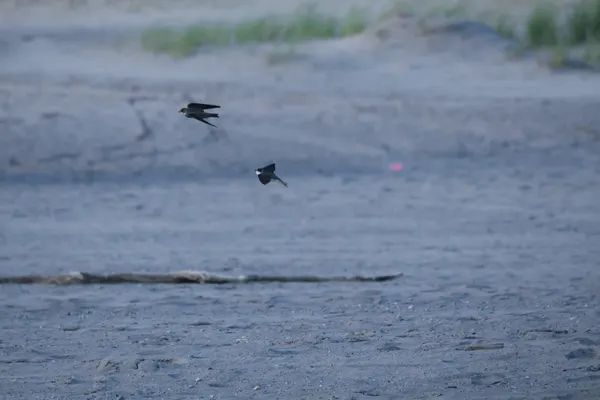 Sparrows Flying