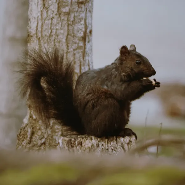 Squirrel Eating